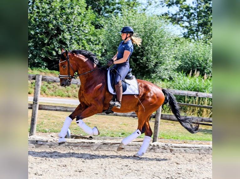 KWPN Wallach 4 Jahre 172 cm Brauner in Kempen