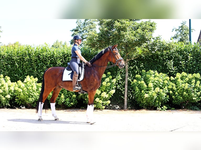 KWPN Wallach 4 Jahre 172 cm Brauner in Kempen