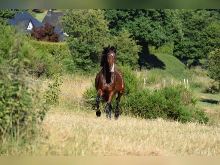 KWPN Wallach 4 Jahre 172 cm Brauner in Malmedy