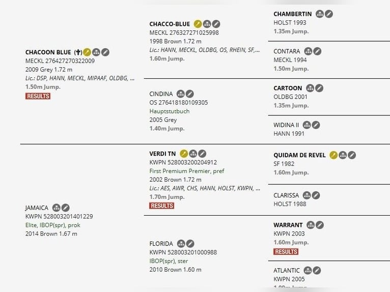 KWPN Wallach 4 Jahre 172 cm Brauner in Elze