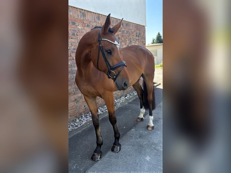 KWPN Wallach 4 Jahre 172 cm Brauner in Niederkassel