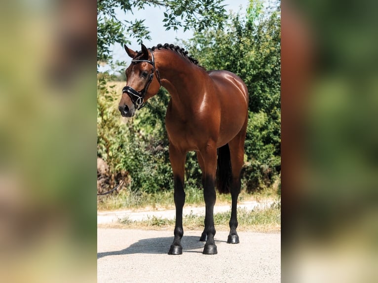 KWPN Wallach 4 Jahre 172 cm Brauner in Gyomaendrőd