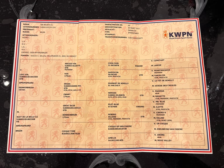 KWPN Wallach 4 Jahre 172 cm Brauner in Gyomaendrőd
