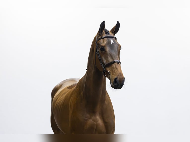 KWPN Wallach 4 Jahre 172 cm Brauner in Waddinxveen