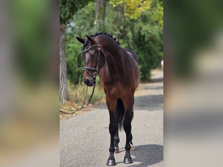 KWPN Wallach 4 Jahre 172 cm Dunkelbrauner in Lajosmizse