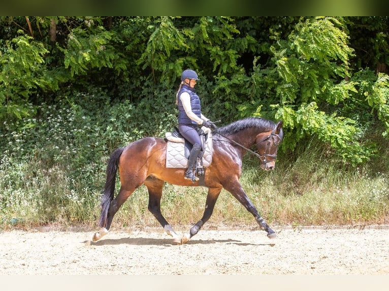 KWPN Wallach 4 Jahre 172 cm Dunkelbrauner in Loerbeek
