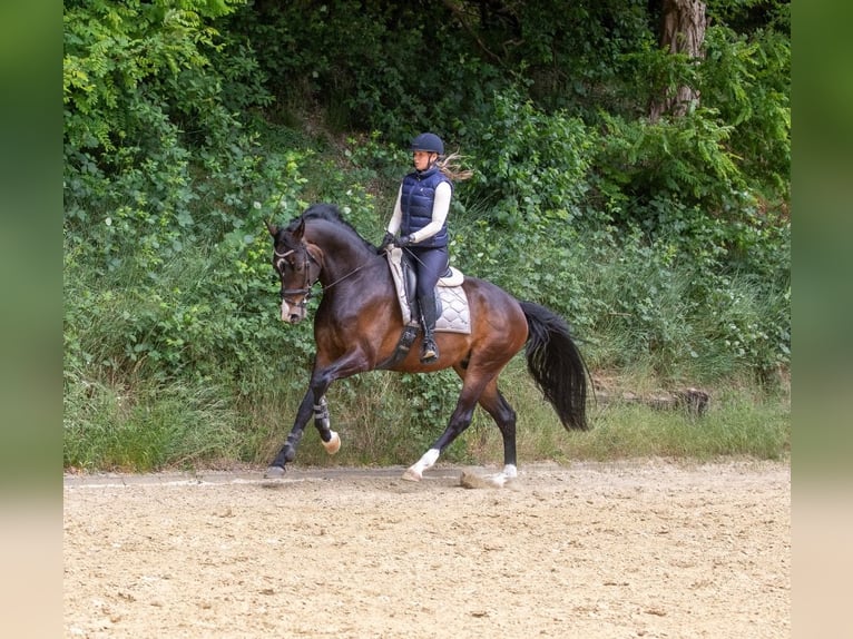 KWPN Wallach 4 Jahre 172 cm Dunkelbrauner in Loerbeek