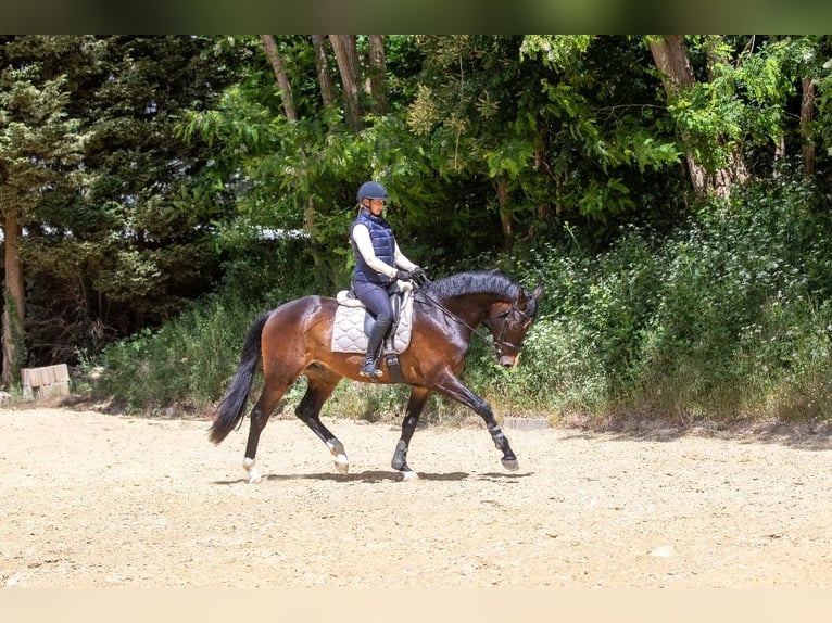 KWPN Wallach 4 Jahre 172 cm Dunkelbrauner in Loerbeek