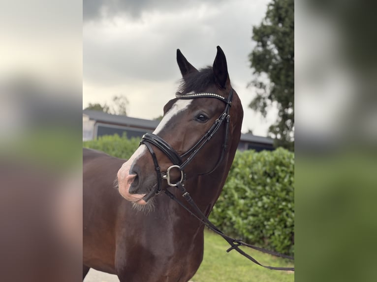 KWPN Wallach 4 Jahre 172 cm Dunkelbrauner in Warendorf