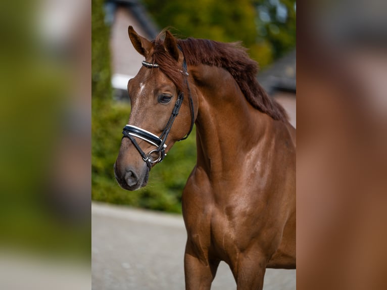 KWPN Wallach 4 Jahre 172 cm Fuchs in Heteren