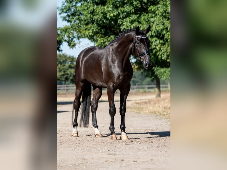 KWPN Wallach 4 Jahre 172 cm Rappe in peer