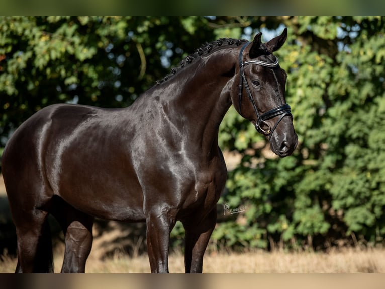 KWPN Wallach 4 Jahre 172 cm Rappe in peer