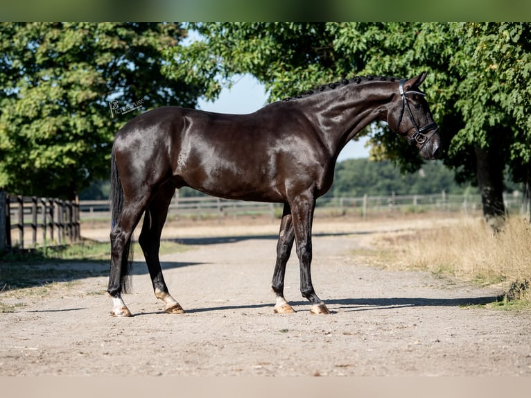 KWPN Wallach 4 Jahre 172 cm Rappe in peer