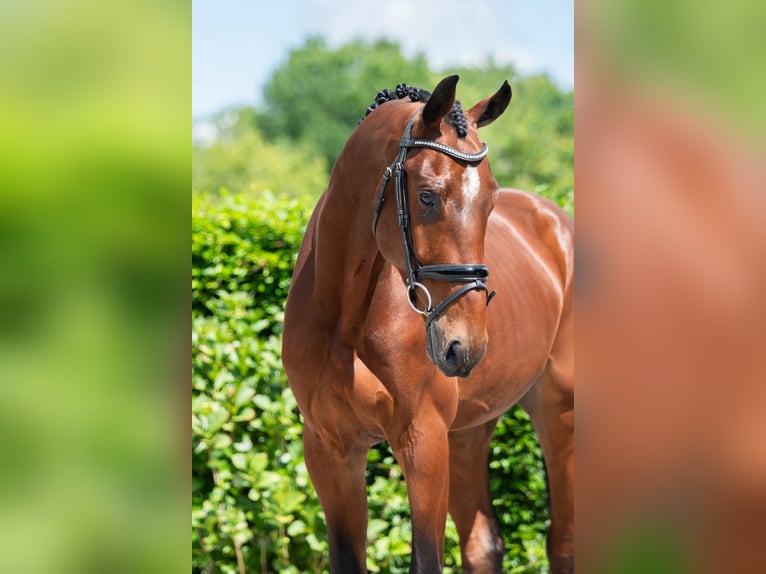 KWPN Wallach 4 Jahre 172 cm Rotbrauner in Weert