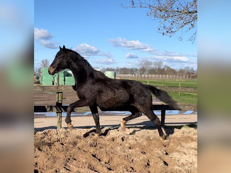 KWPN Wallach 4 Jahre 172 cm Schwarzbrauner in Beuningen Gld