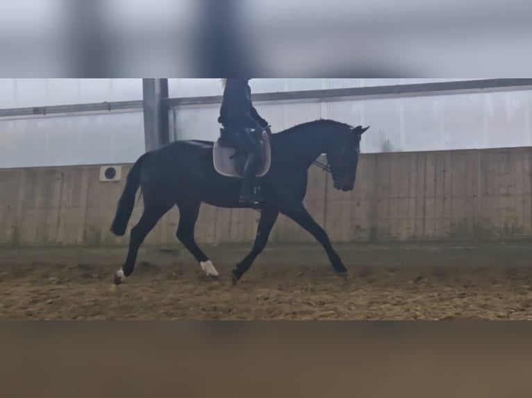 KWPN Wallach 4 Jahre 172 cm Schwarzbrauner in Wachtendonk