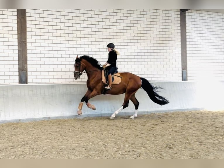 KWPN Wallach 4 Jahre 173 cm Brauner in Dreimal