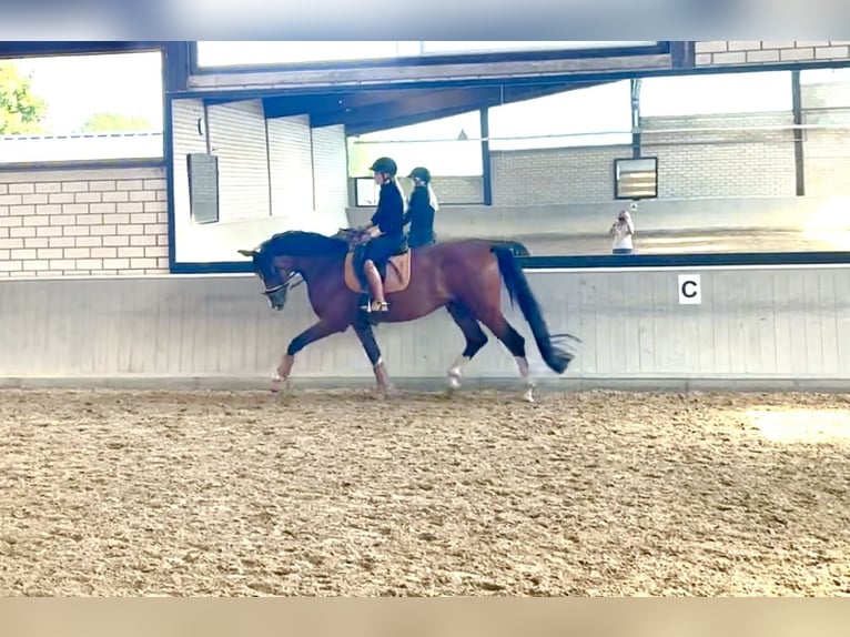 KWPN Wallach 4 Jahre 173 cm Brauner in Dreimal