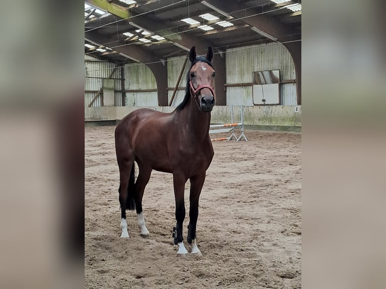 KWPN Wallach 4 Jahre 173 cm Brauner in Messel
