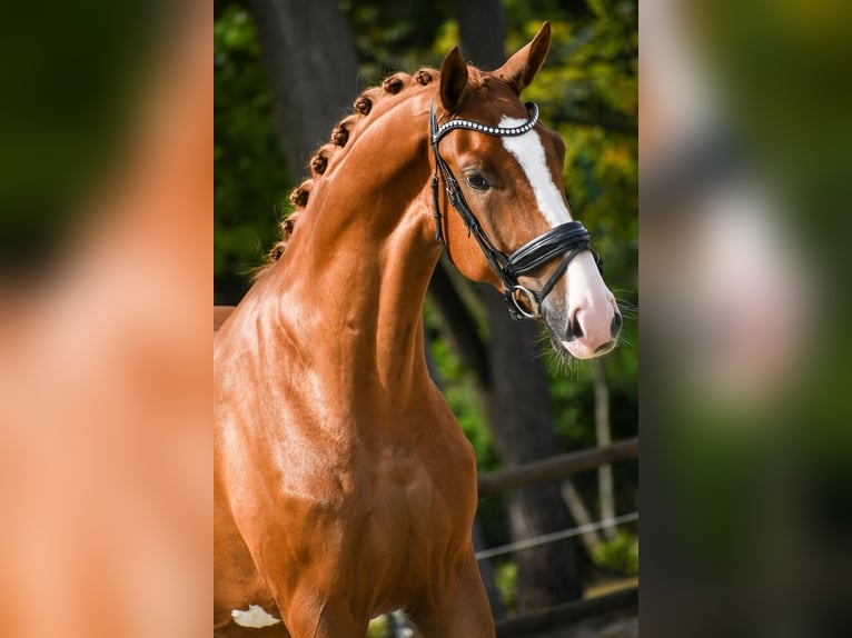 KWPN Wallach 4 Jahre 173 cm Fuchs in Loon op Zand