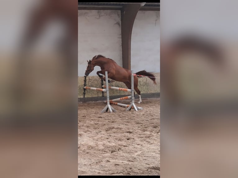 KWPN Wallach 4 Jahre 173 cm Fuchs in Messel
