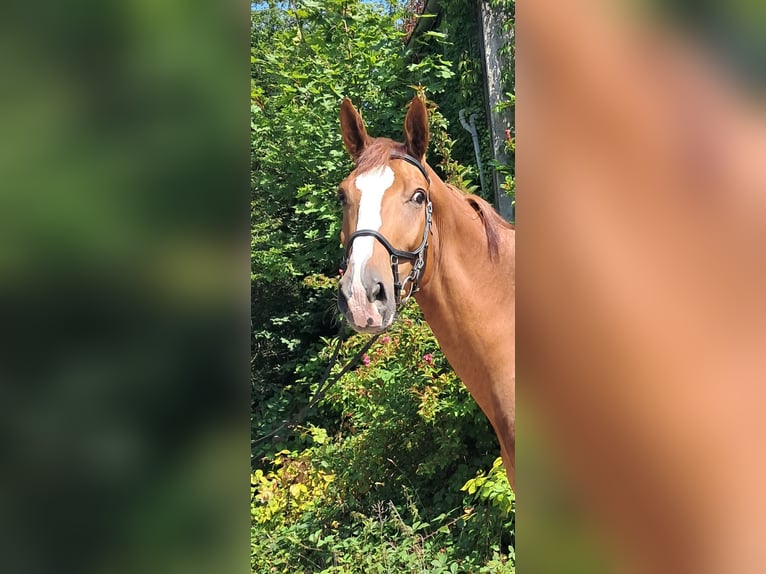 KWPN Wallach 4 Jahre 173 cm Fuchs in Messel