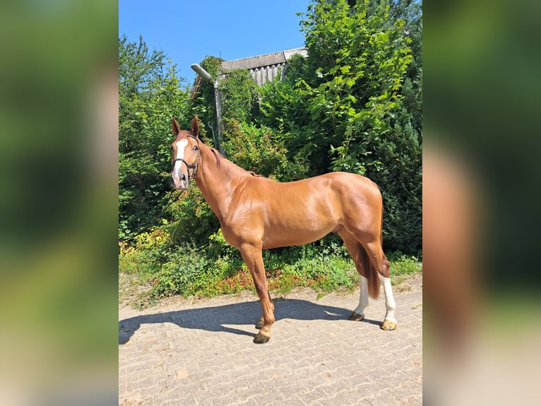 KWPN Wallach 4 Jahre 173 cm Fuchs in Messel