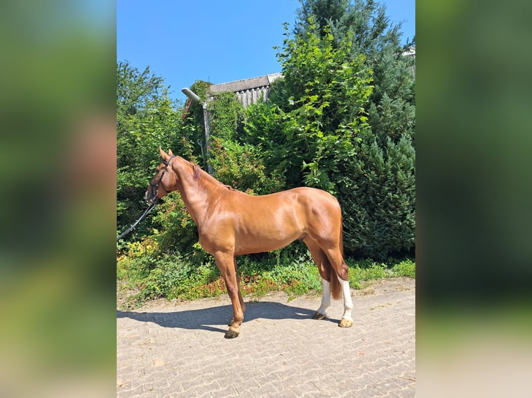 KWPN Wallach 4 Jahre 173 cm Fuchs in Messel