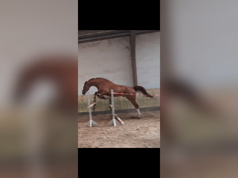 KWPN Wallach 4 Jahre 173 cm Fuchs in Messel