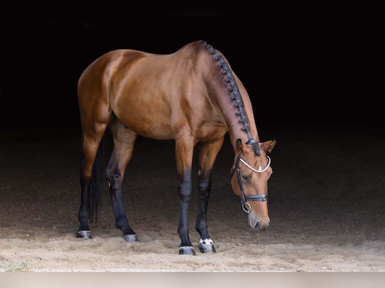 KWPN Wallach 4 Jahre 173 cm Rotbrauner in Brighton, CO
