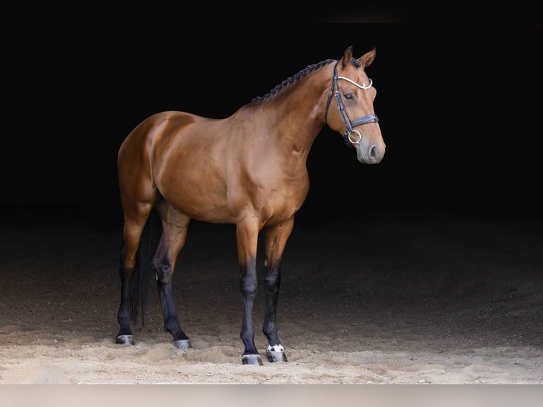 KWPN Wallach 4 Jahre 173 cm Rotbrauner in Brighton, CO