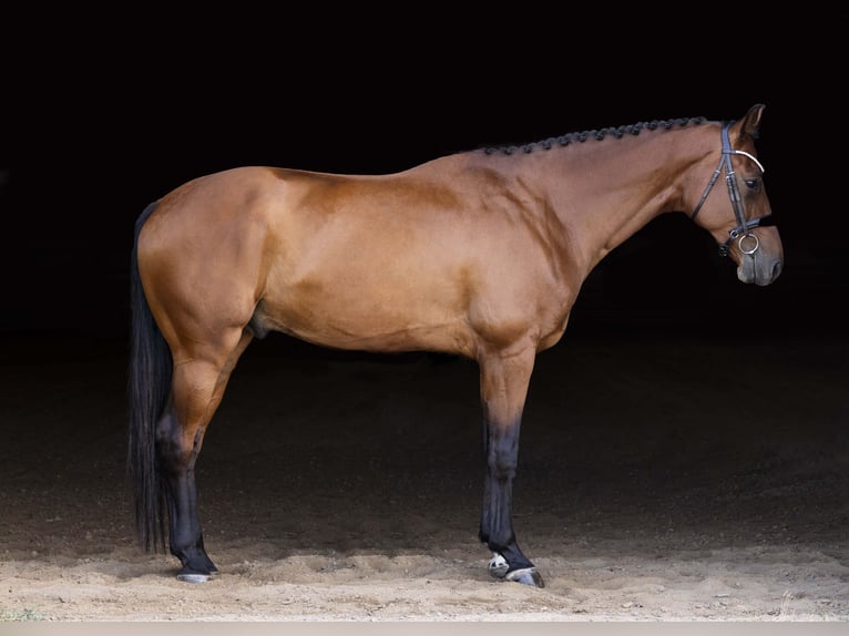 KWPN Wallach 4 Jahre 173 cm Rotbrauner in Brighton, CO
