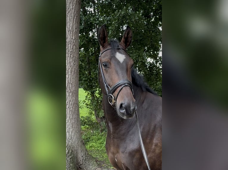 KWPN Wallach 4 Jahre 174 cm Dunkelbrauner in Nordhorn
