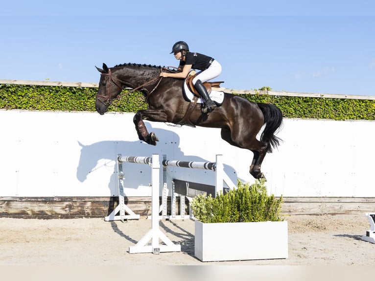 KWPN Wallach 4 Jahre 174 cm Schwarzbrauner in Waddinxveen