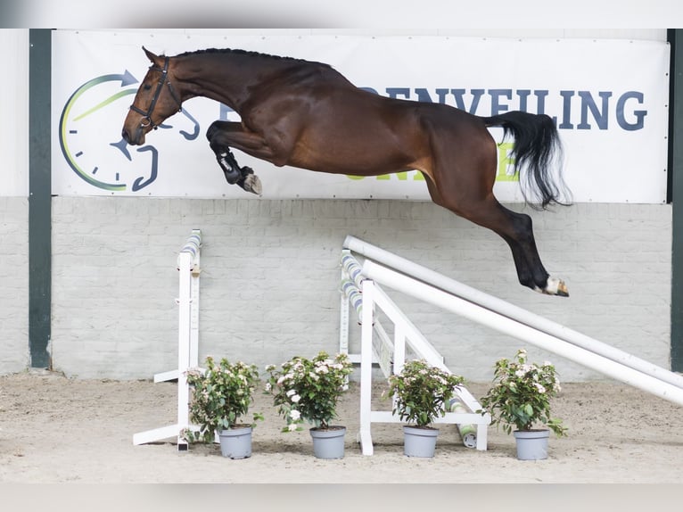 KWPN Wallach 4 Jahre 174 cm  in WK Heerde