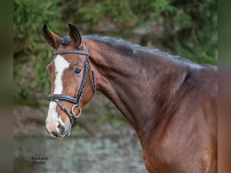 KWPN Wallach 4 Jahre 175 cm Brauner in Bosc Guérard saint Adrien