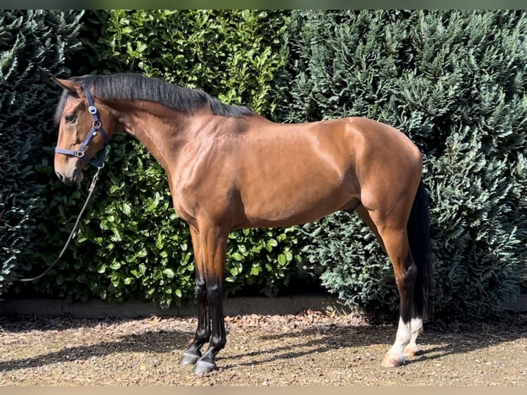 KWPN Wallach 4 Jahre 175 cm Brauner in Oud Gastel