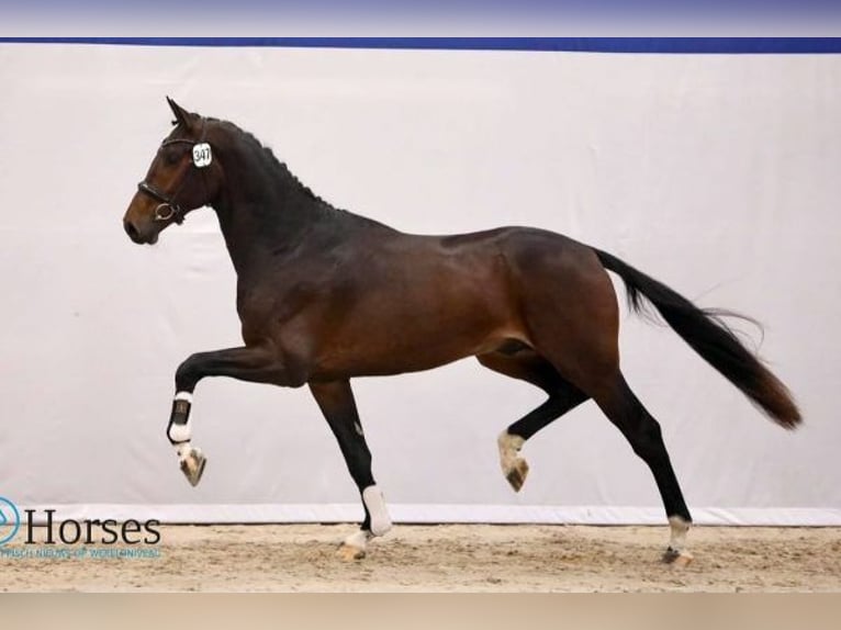 KWPN Wallach 4 Jahre 175 cm Brauner in Rijnsburg