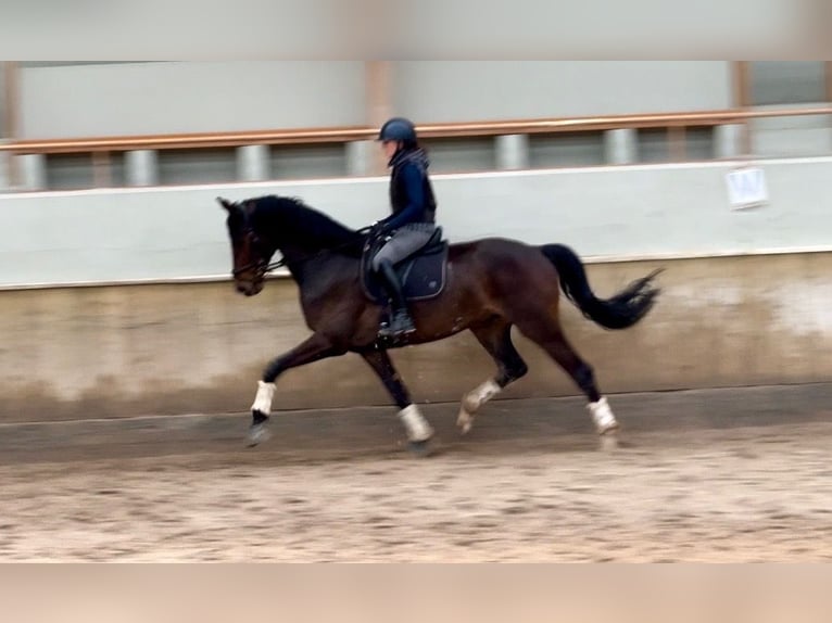 KWPN Wallach 4 Jahre 175 cm Dunkelbrauner in Mérignies