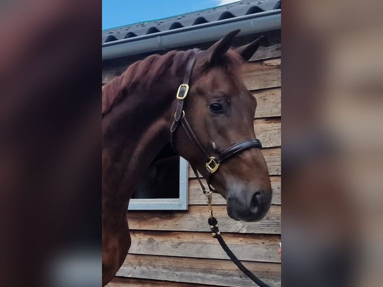 KWPN Wallach 4 Jahre 175 cm Dunkelfuchs in Dorsten