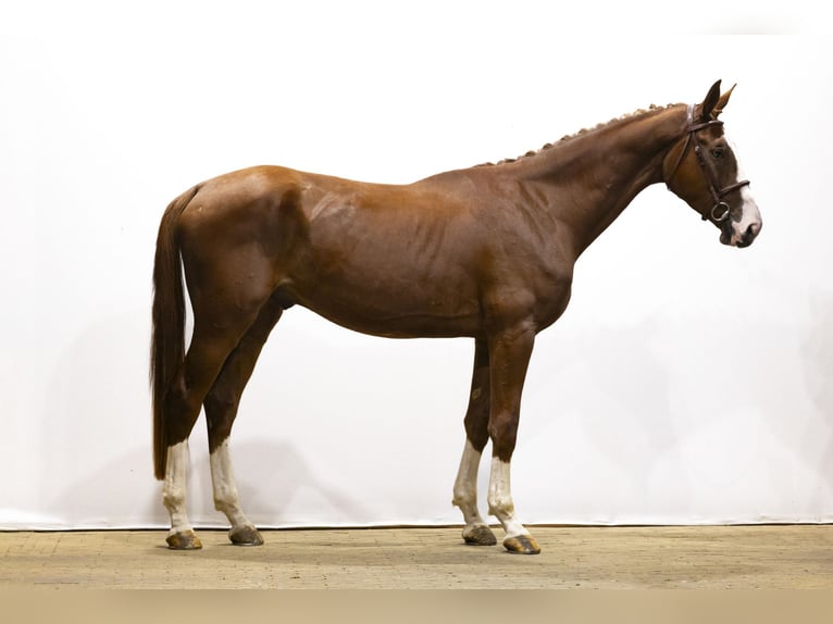 KWPN Wallach 4 Jahre 175 cm Fuchs in Waddinxveen
