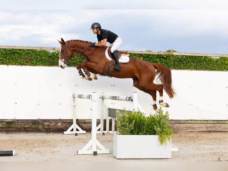 KWPN Wallach 4 Jahre 175 cm Fuchs in Waddinxveen