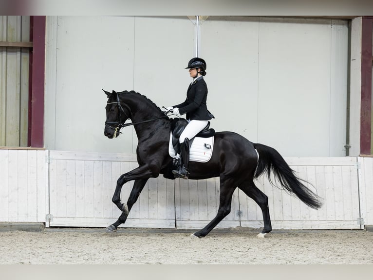 KWPN Wallach 4 Jahre 175 cm Rappe in Boven-Leeuwen