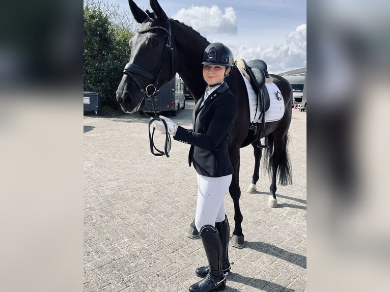 KWPN Wallach 4 Jahre 175 cm Rappe in Boven-Leeuwen