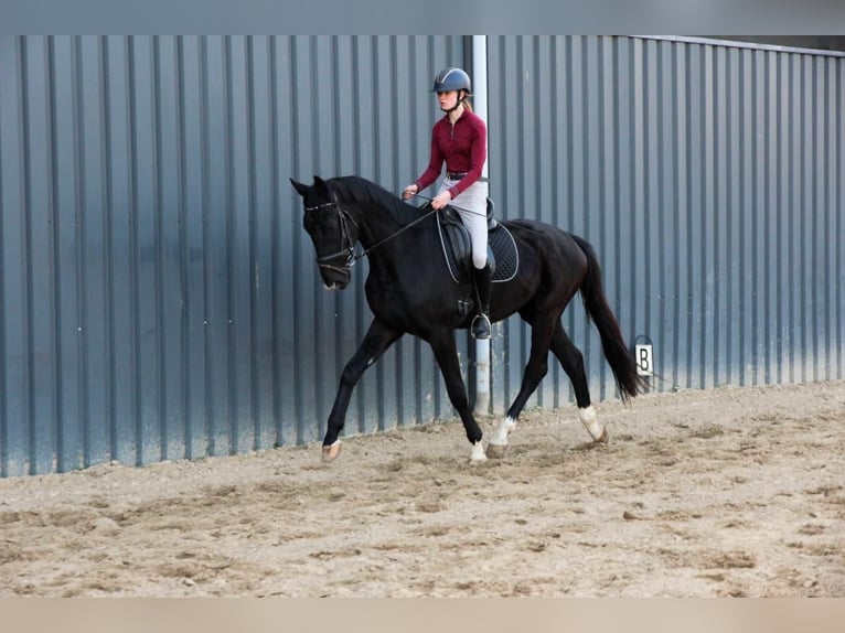 KWPN Wallach 4 Jahre 175 cm Rappe in Diessen