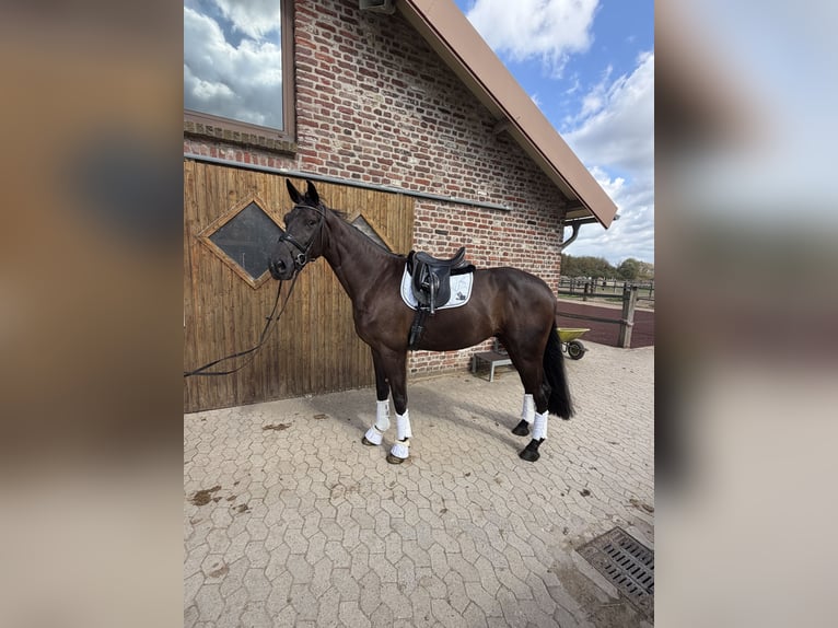 KWPN Wallach 4 Jahre 175 cm Rappe in Willich