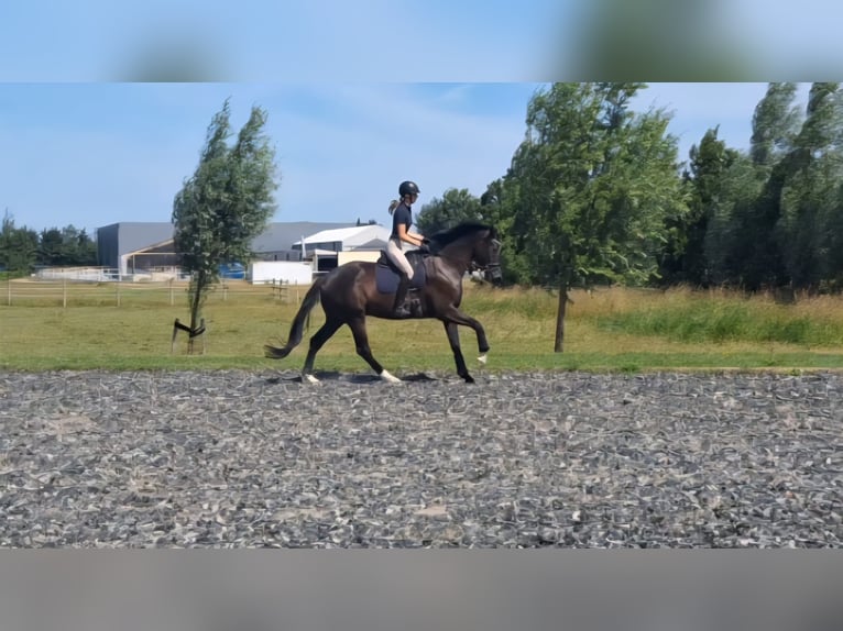 KWPN Wallach 4 Jahre 175 cm Schwarzbrauner in Rijnsburg