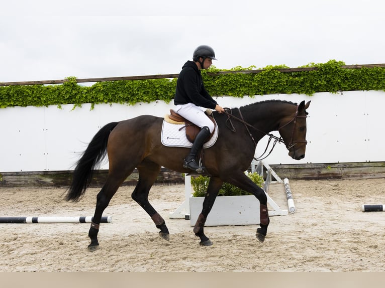 KWPN Wallach 4 Jahre 176 cm Dunkelbrauner in Waddinxveen