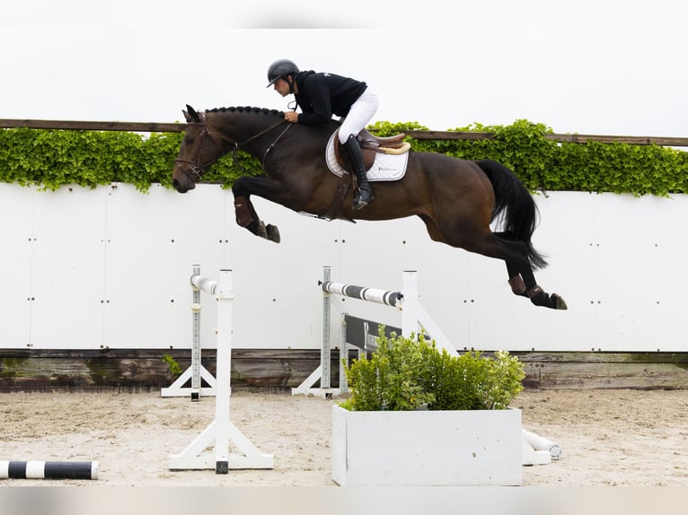 KWPN Wallach 4 Jahre 176 cm Dunkelbrauner in Waddinxveen