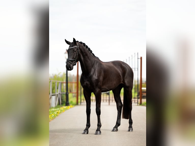 KWPN Wallach 4 Jahre 176 cm Rappe in Haarlem